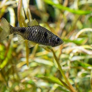 Fish ID - Haus des Meeres