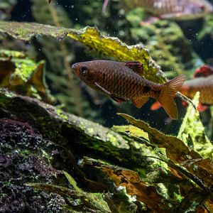 Fish ID - Haus des Meeres