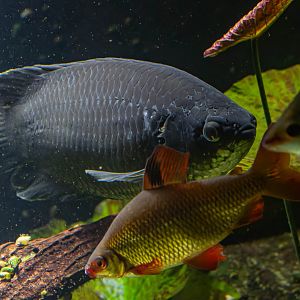 Fish ID - Haus des Meeres