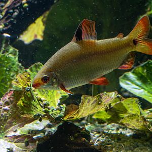 Fish ID - Haus des Meeres