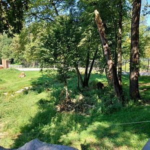 Zoo Stadt Haag - European brown bear & Eurasian wolf enclosure