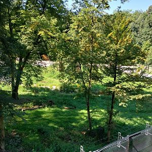 Zoo Stadt Haag - European brown bear & Eurasian wolf enclosure