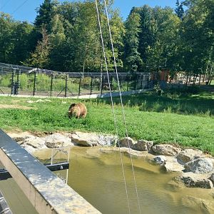 Zoo Stadt Haag - European brown bear