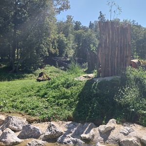 Zoo Stadt Haag - European brown bear & Eurasian wolf - Rubbing trees