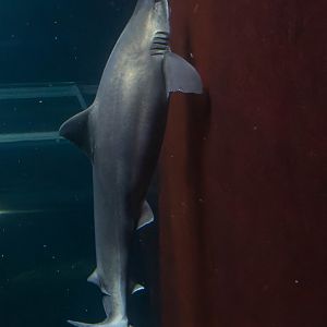 Shark ID - Haus des Meeres