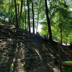 Zoo Stadt Haag - European mouflon (Ovis orientalis musimon)