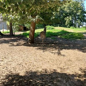 Zoo Stadt Haag - Chapman's zebra enclosure