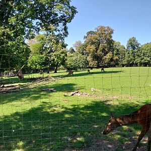 Zoo Stadt Haag - Red deer enclosure