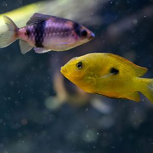 Fish ID - Haus des Meeres