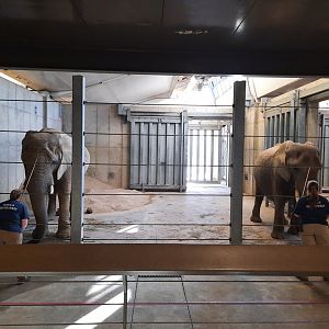 African Elephant Training Session