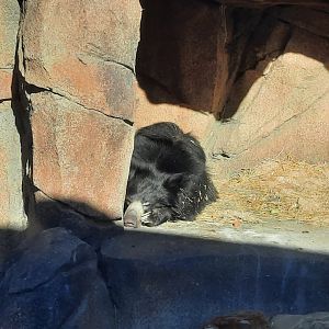 Sloth Bear Sleeping