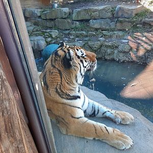 Amur Tiger Watching a Bird