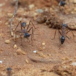 Myrmecia desertorum