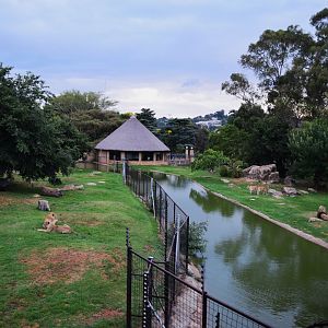Lion Enclosure (Panthera leo)