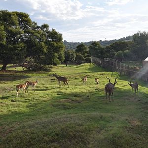 Red Lechwe and Greater kudu (Kobus leche leche and Tragelaphus strepticeros)