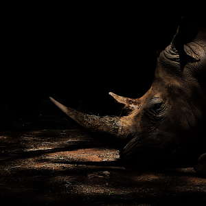 White Rhino (Ceratotherium simum simum)