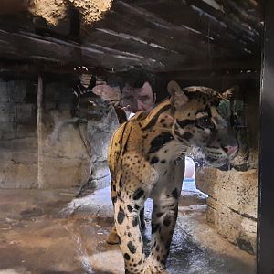 Ryker the Clouded Leopard