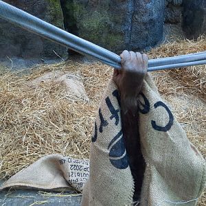 Baby Orangutan Hand