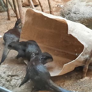 Asian Small Clawed Otters