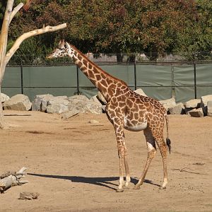 "Reticulated" Giraffe