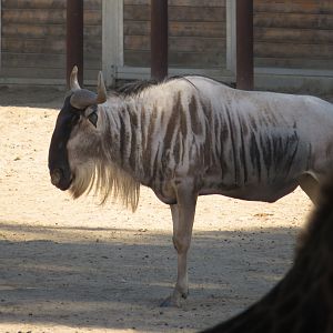 Blue Wildebeest