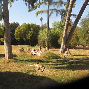 Cheetah Exhibit