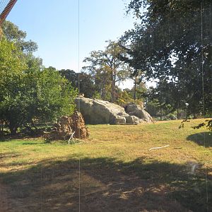 Lion Exhibit