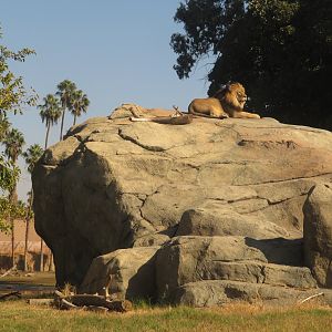 Lion on his Kopje Overlook