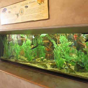 African Cichlid Tank