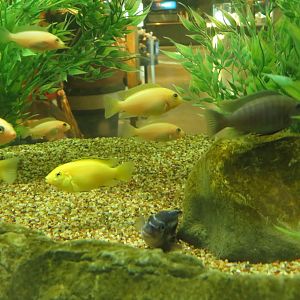 African Cichlids (unsigned)