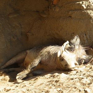 Snoozing Warthog