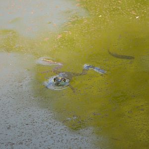 Wild American Bullfrog