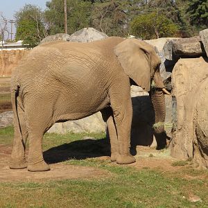 African Elephant Feeding