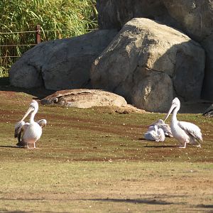 Pink-backed Pelicans