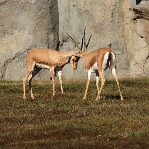 Slender-horned Gazelles Jousting