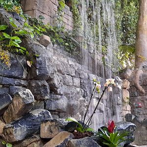 RainForest Waterfall