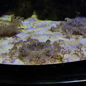 Upside-down Jelly (Cassiopea sp.)