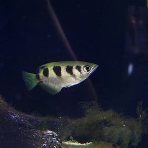Banded Archerfish (Toxotes jaculatrix)