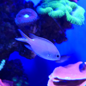 West Australian Puller (Chromis westaustralis)