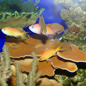 Redfin Anthias (Nemanthias dispar)