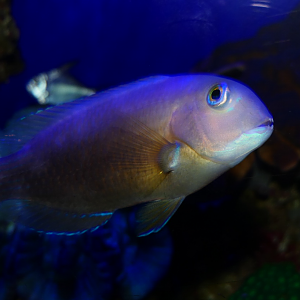 Baldchin Groper (Choerodon rubescens)
