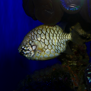 Australian Pineapplefish (Clediopus gloriamaris)