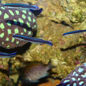 Blue-lined Hulafish (Trachinops brauni)