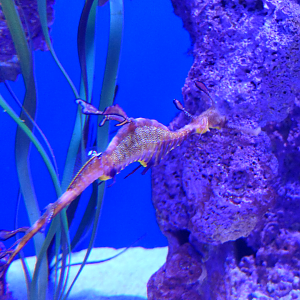 Weedy Seadragon (Phyllopteryx taeniolatus)