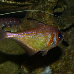 Rough Bullseye (Pempheris klunzingeri)