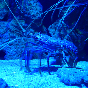 Western Rock Lobster (Panulirus cygnus)