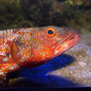 Sergeant Baker (Latropiscis purpurissatus)