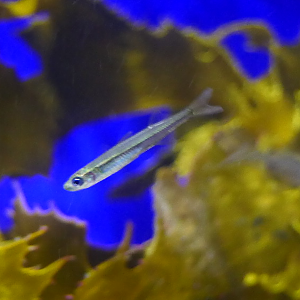 Elongated Hardyhead (Atherinosoma elongata)