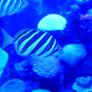 Footballer Sweep (Neatypus obliquus)