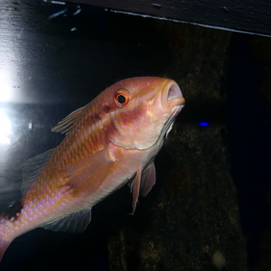 Blacksaddle Goatfish (Parupeneus spilurus)